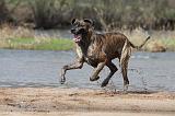 DOGUE ALLEMAND 202